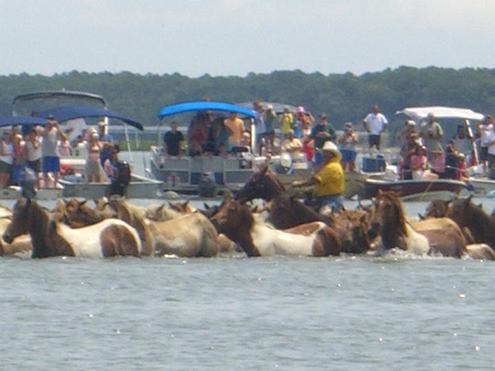 Chincoteague Pony Swim July 2007 042.JPG